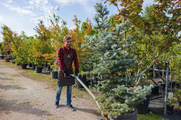 Best Best Tree Removal Services  in San Leon, TX